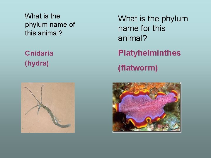 What is the phylum name of this animal? What is the phylum name for