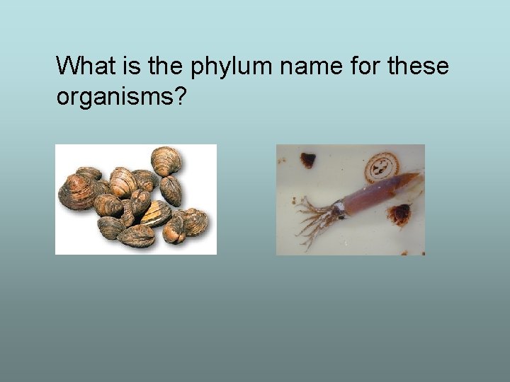 What is the phylum name for these organisms? 