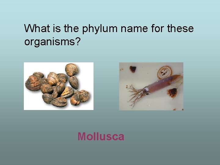 What is the phylum name for these organisms? Mollusca 