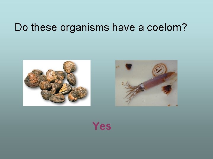 Do these organisms have a coelom? Yes 