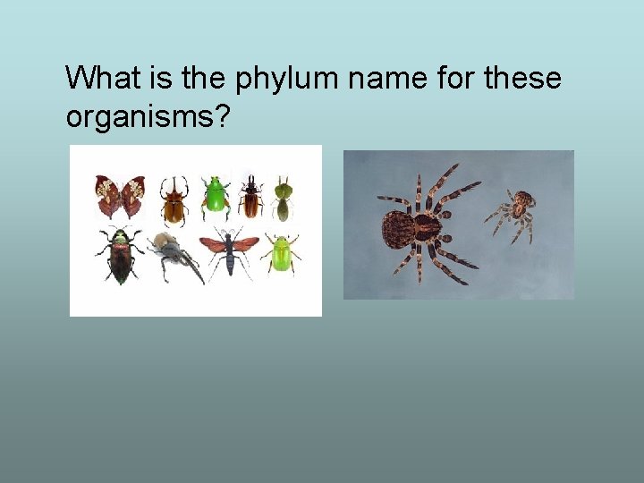 What is the phylum name for these organisms? 
