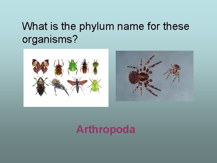 What is the phylum name for these organisms? Arthropoda 