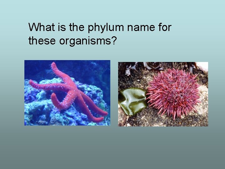 What is the phylum name for these organisms? 