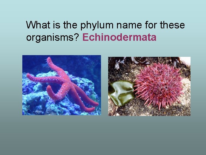 What is the phylum name for these organisms? Echinodermata 