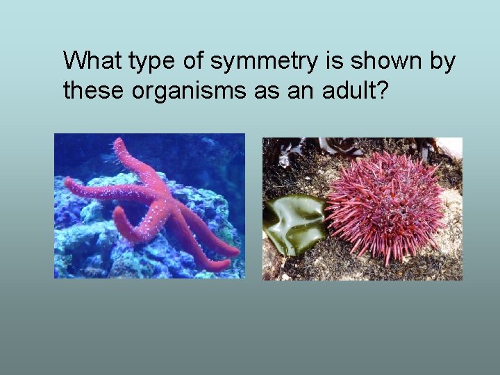 What type of symmetry is shown by these organisms as an adult? 