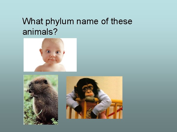 What phylum name of these animals? 