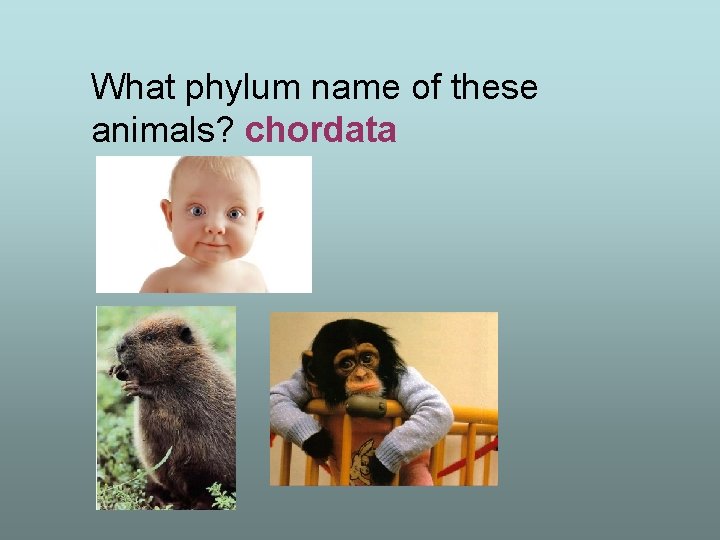 What phylum name of these animals? chordata 