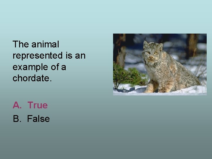 The animal represented is an example of a chordate. A. True B. False 