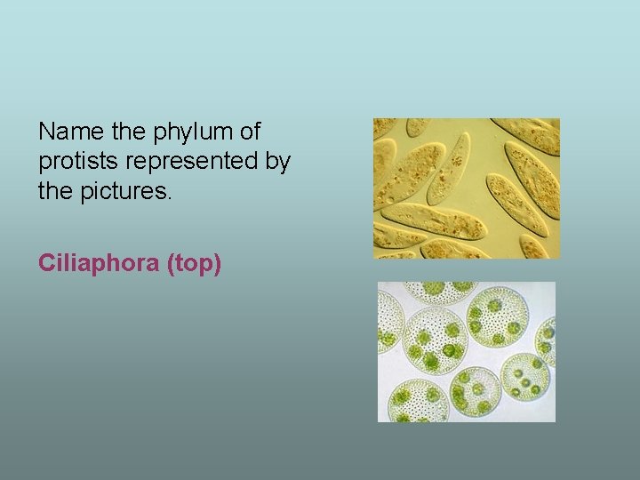 Name the phylum of protists represented by the pictures. Ciliaphora (top) 