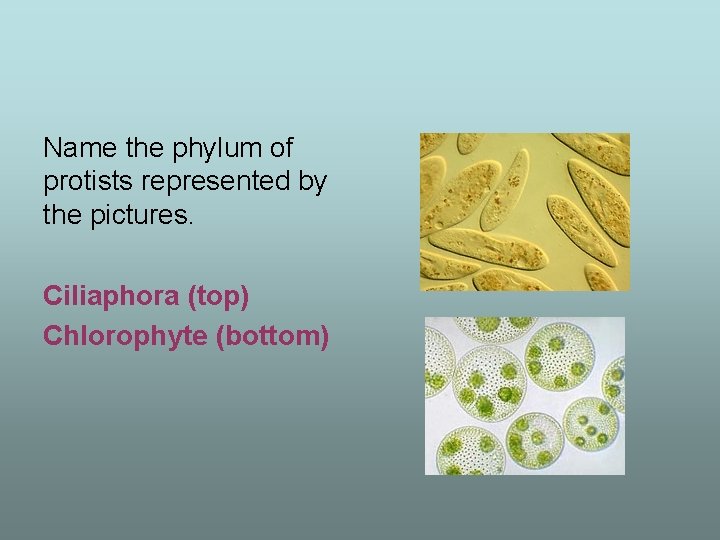 Name the phylum of protists represented by the pictures. Ciliaphora (top) Chlorophyte (bottom) 