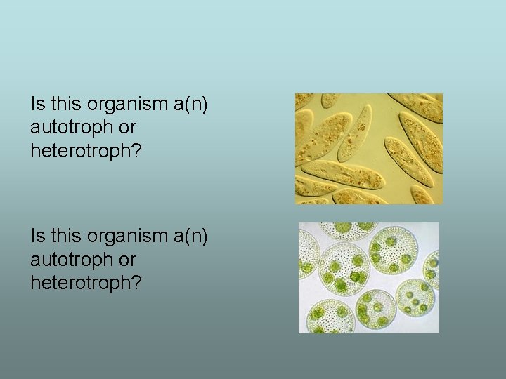 Is this organism a(n) autotroph or heterotroph? 