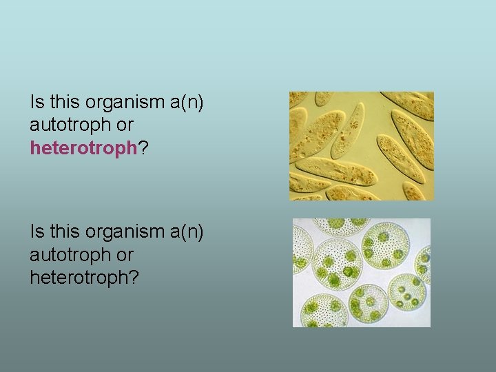 Is this organism a(n) autotroph or heterotroph? 