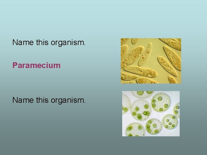 Name this organism. Paramecium Name this organism. 