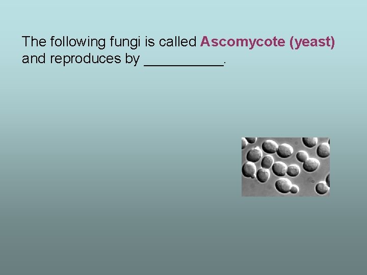 The following fungi is called Ascomycote (yeast) and reproduces by _____. 