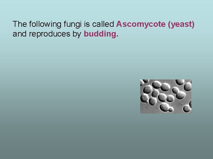 The following fungi is called Ascomycote (yeast) and reproduces by budding. 