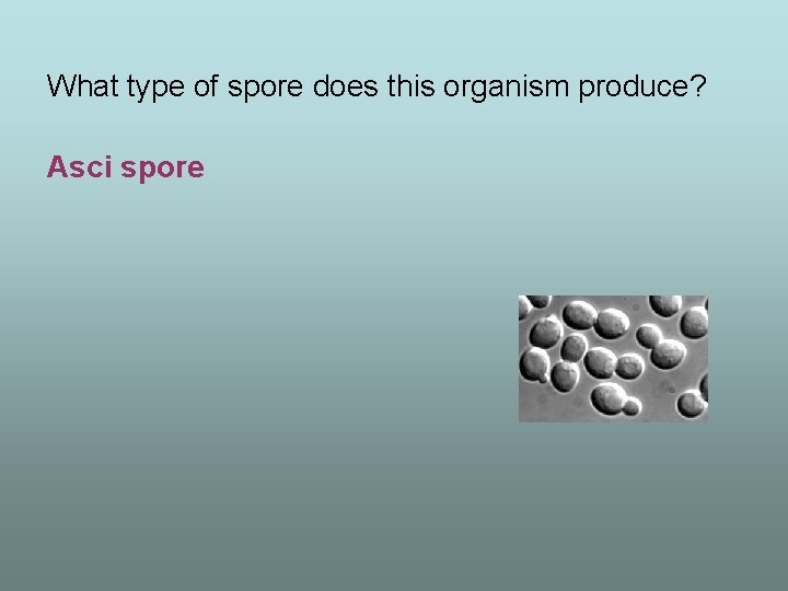 What type of spore does this organism produce? Asci spore 