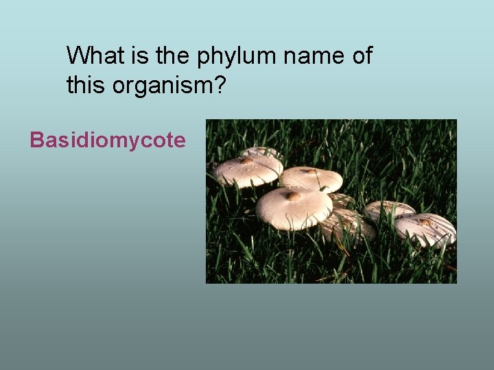 What is the phylum name of this organism? Basidiomycote 