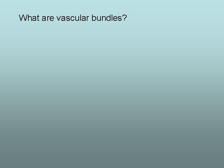 What are vascular bundles? 