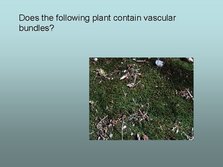 Does the following plant contain vascular bundles? 