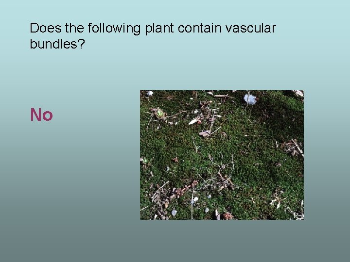 Does the following plant contain vascular bundles? No 