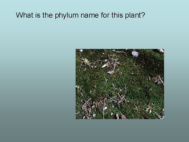 What is the phylum name for this plant? 