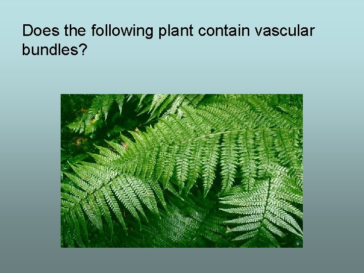 Does the following plant contain vascular bundles? 