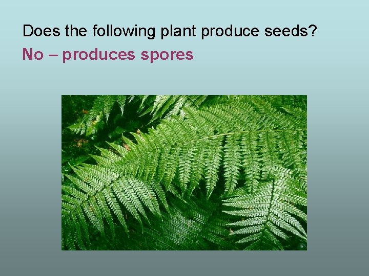 Does the following plant produce seeds? No – produces spores 