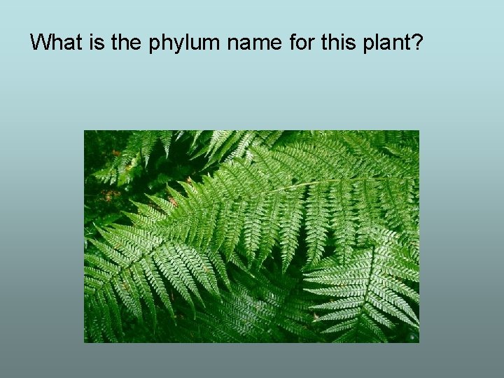 What is the phylum name for this plant? 