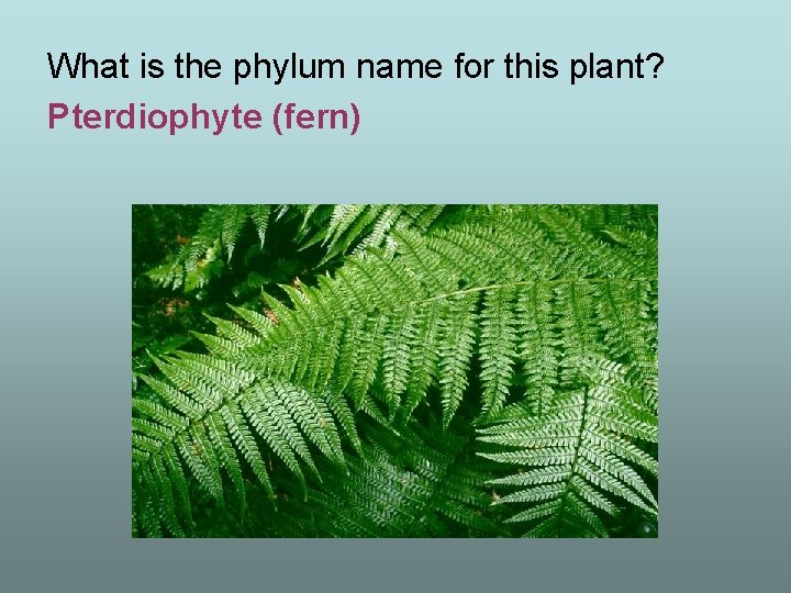 What is the phylum name for this plant? Pterdiophyte (fern) 