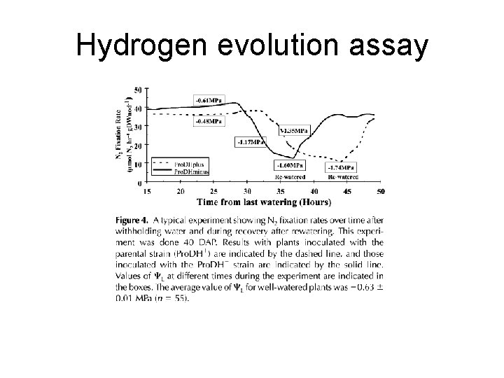 Hydrogen evolution assay 