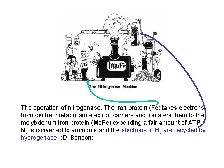 The operation of nitrogenase. The iron protein (Fe) takes electrons from central metabolism electron