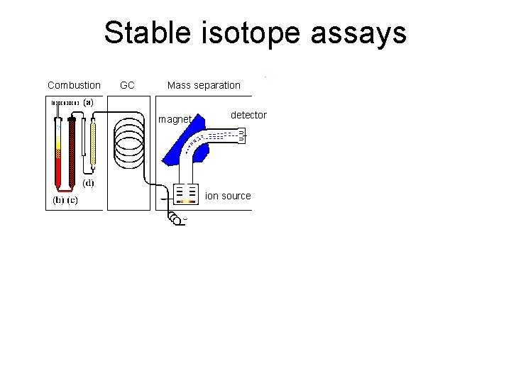 Stable isotope assays Combustion GC Mass separation magnet detector ion source 