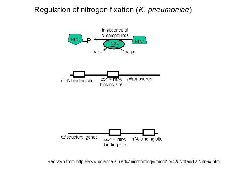 Regulation of nitrogen fixation (K. pneumoniae) Ntr. C in absence of N-compounds P Ntr.