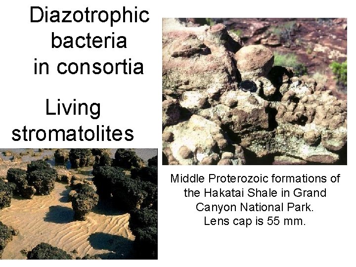 Diazotrophic bacteria in consortia Living stromatolites Middle Proterozoic formations of the Hakatai Shale in