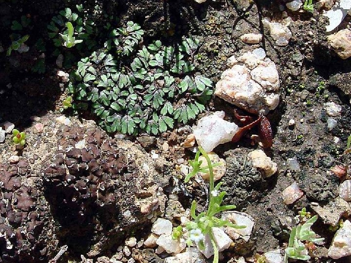 Cyanobacteria in soil crusts 