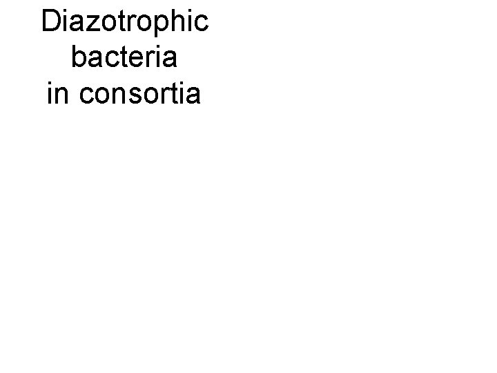 Diazotrophic bacteria in consortia 