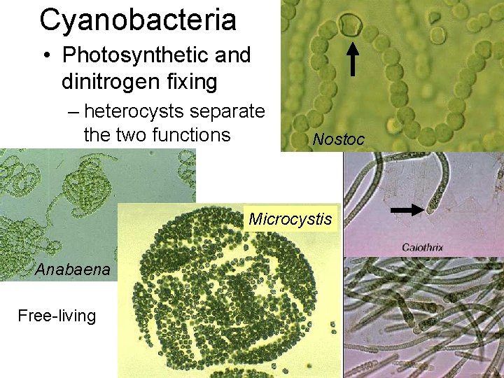 Cyanobacteria • Photosynthetic and dinitrogen fixing – heterocysts separate the two functions Nostoc Microcystis