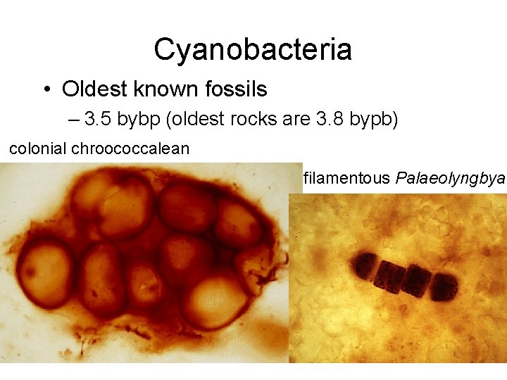 Cyanobacteria • Oldest known fossils – 3. 5 bybp (oldest rocks are 3. 8