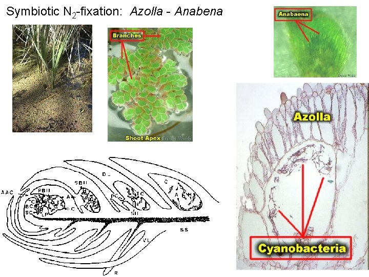 Symbiotic N 2 -fixation: Azolla - Anabena 