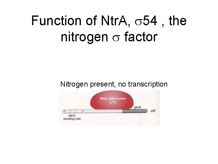 Function of Ntr. A, 54 , the nitrogen factor Nitrogen present, no transcription 