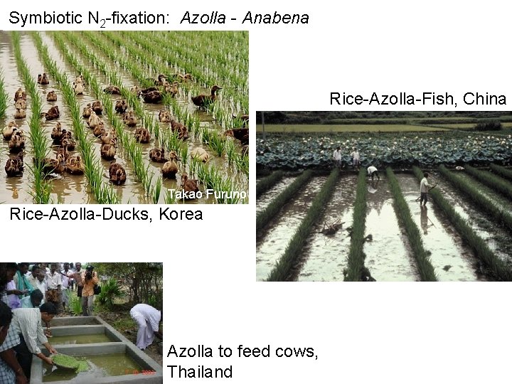 Symbiotic N 2 -fixation: Azolla - Anabena Rice-Azolla-Fish, China Takao Furuno Rice-Azolla-Ducks, Korea Azolla