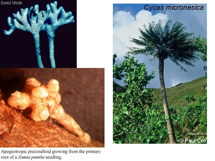 Cycas micronesica © Paul Cox 