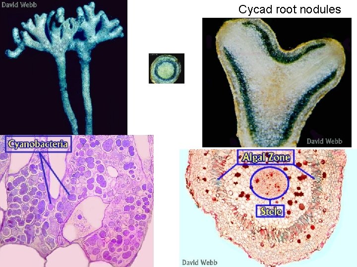 Cycad root nodules 