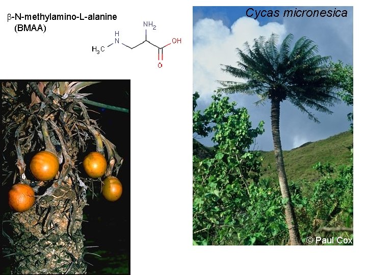  -N-methylamino-L-alanine (BMAA) Cycas micronesica © Paul Cox 