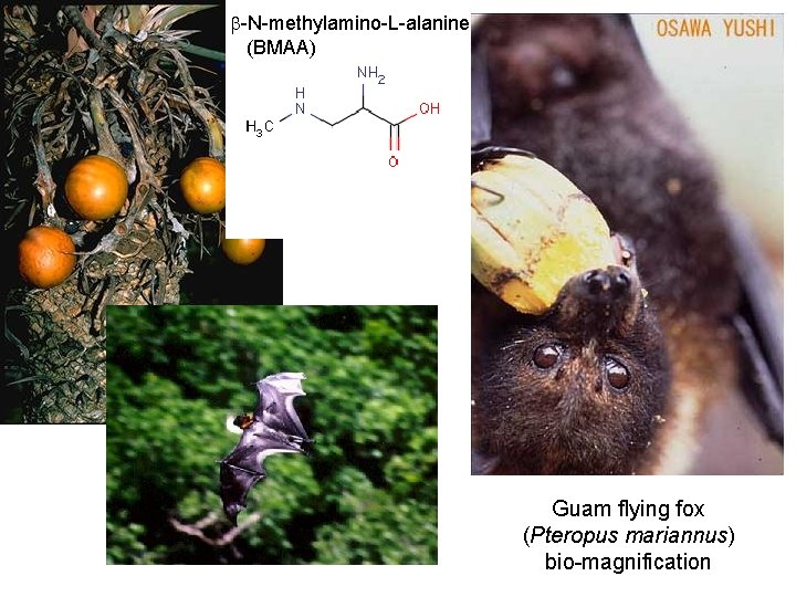  -N-methylamino-L-alanine (BMAA) Guam flying fox (Pteropus mariannus) bio-magnification 