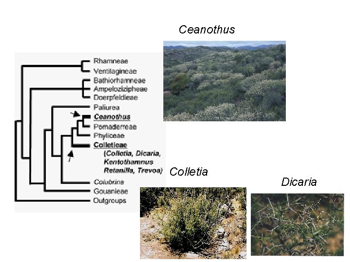 Ceanothus Colletia Dicaria 