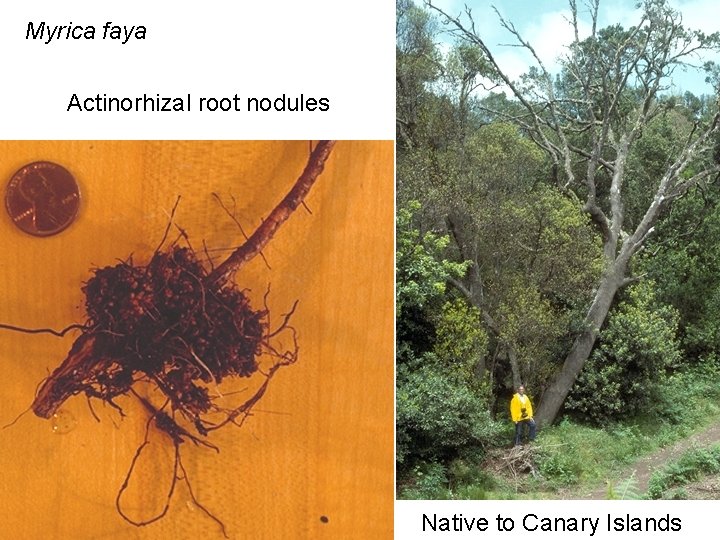Myrica faya Actinorhizal root nodules Native to Canary Islands 
