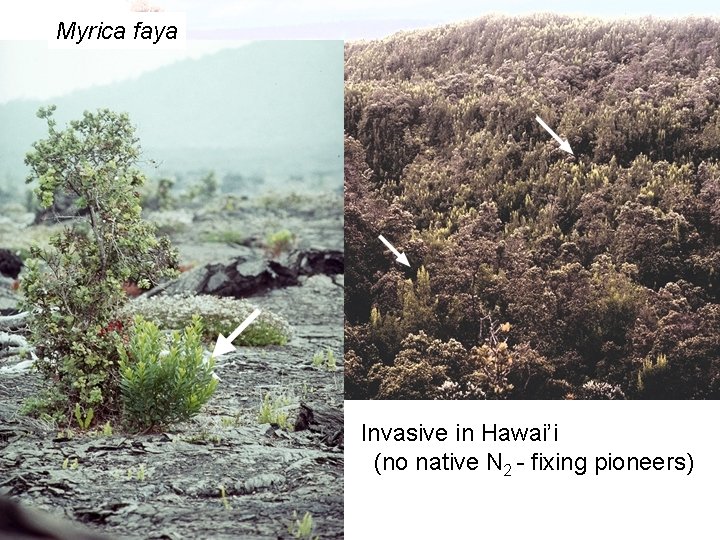 Myrica faya Invasive in Hawai’i (no native N 2 - fixing pioneers) 
