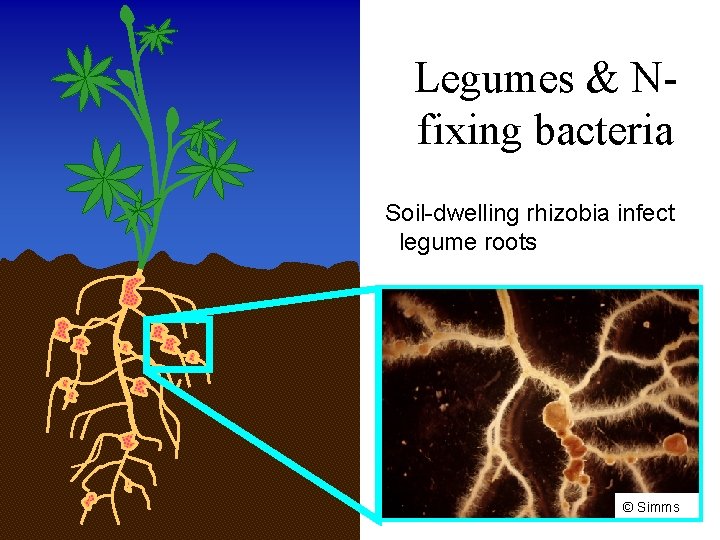 Legumes & Nfixing bacteria Soil-dwelling rhizobia infect legume roots © Simms 