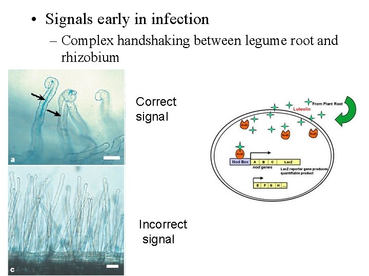  • Signals early in infection – Complex handshaking between legume root and rhizobium